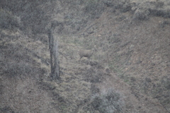 Hippocamelus bisulcus