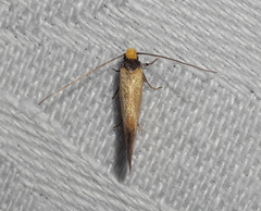 Edosa balanosema
