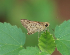 Ampittia dioscorides