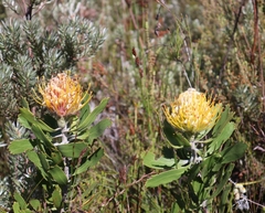 Leucospermum cuneiforme