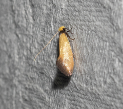 Edosa balanosema