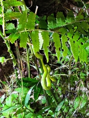 Trimeresurus stejnegeri