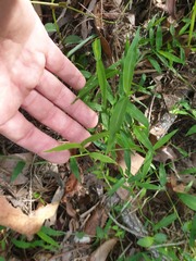 Ottochloa gracillima