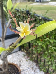 Plumeria