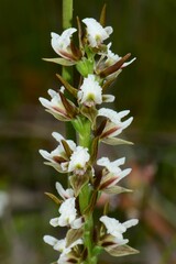 Prasophyllum odoratum