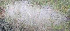 Austrostipa elegantissima