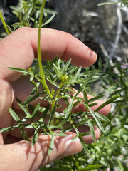 Coreocarpus dissectus