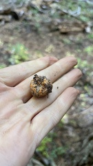 Leucogaster rubescens