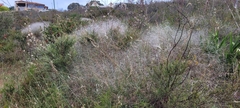 Austrostipa elegantissima