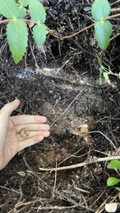 Leucogaster rubescens