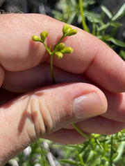 Coreocarpus dissectus