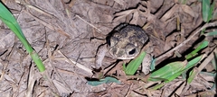Rhinella major