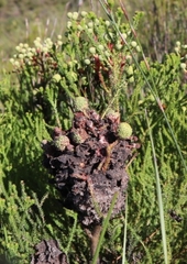 Crematogaster peringueyi