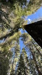 Leucogaster rubescens