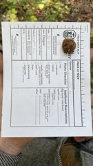 Leucogaster rubescens