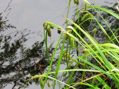 Carex fascicularis
