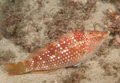 Notolabrus gymnogenis