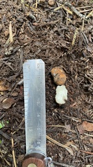 Leucogaster rubescens