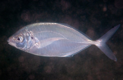 Pseudocaranx georgianus