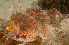 Scorpaena jacksoniensis