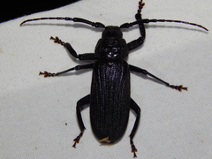Aulacopus reticulatus