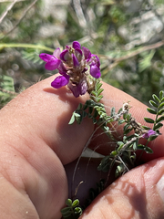 Dalea brandegeei