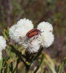 Trichostetha capensis