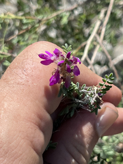 Dalea brandegeei