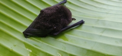 Thyroptera tricolor