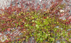 Gonocarpus micranthus