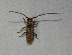 Eunidia piperita