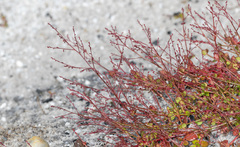 Gonocarpus micranthus