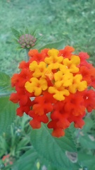 Lantana horrida