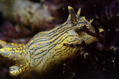 Polycera atra