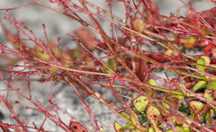 Gonocarpus micranthus