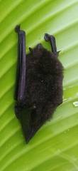 Thyroptera tricolor