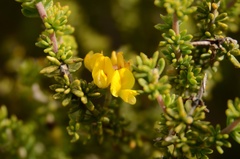 Aspalathus juniperina