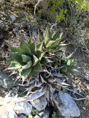 Agave margaritae