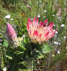 Protea eximia