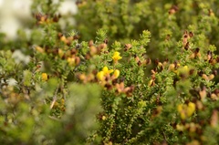 Aspalathus juniperina