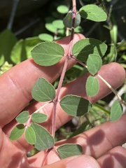 Euphorbia tomentulosa