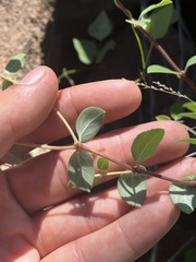 Euphorbia tomentulosa