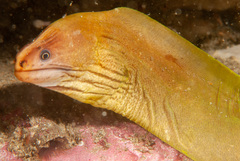 Gymnothorax prasinus