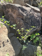 Euphorbia tomentulosa
