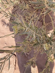 Gomphocarpus sinaicus