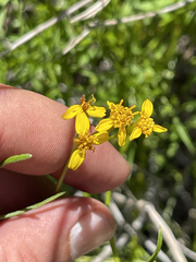 Coreocarpus dissectus