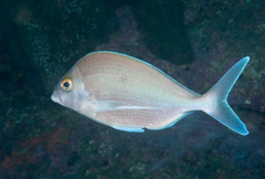 Nemadactylus douglasii