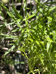 Coreocarpus dissectus