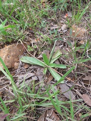 Plantago australis