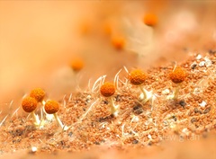 Physarum melleum